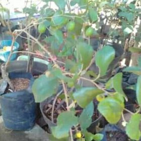 Bibit Buah Apel Putsa India BerbuahBerbunga Solok
