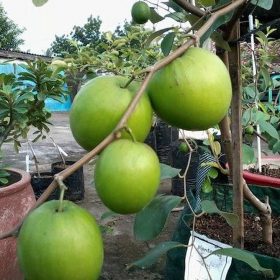 Bibit Buah Apel Putsa - India Deli Serdang