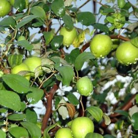 Bibit Buah Apel Tanaman Futsa Putsa India Pohon Unggul Cepat Berbuah Depok