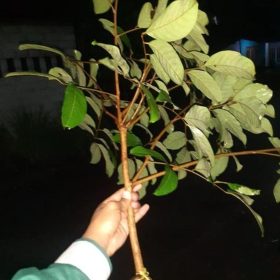 bibit buah Bibit Buah Cangkok Fresh Rambutan Rapiah Lombok Timur