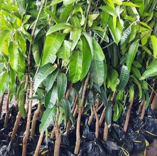 bibit buah Bibit Buah Cangkokan Pohon Mangga Ponorogo
