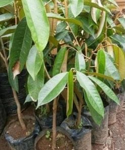 bibit buah Bibit Buah Durian Gundul Terbaru Unggulecer Tanaman Kaimana