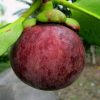 bibit buah Bibit Buah Manggis Tanaman Super Okulasi Sleman