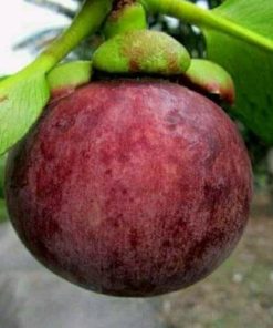bibit buah Bibit Buah Manggis Tanaman Super Okulasi Sleman