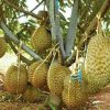 bibit buah Bibit Duren Montong Ready Tanaman Buah Durian Monthong - Metro