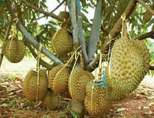 bibit buah Bibit Duren Montong Ready Tanaman Buah Durian Monthong - Metro