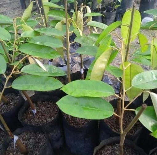 bibit buah Bibit Durian Super Tembaga Bangka Depok