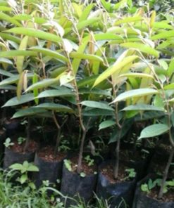 bibit buah Bibit Durian Super Tembaga Tebing Tinggi