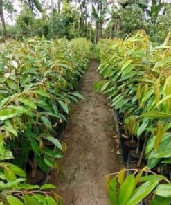 bibit buah Bibit Durian Unggul Moontong Kaki Tiga Hasil Okulasi Belitung Timur