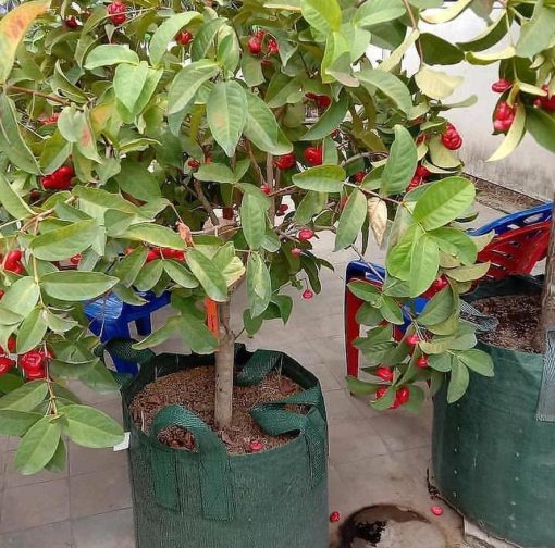 bibit buah Bibit Jambu Air Baru Hasil Cangkok Tanaman Hias Buah Kancing Citra Merah King Rose Dalhari , Soppeng