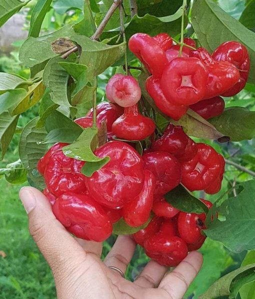 bibit buah Bibit Jambu Air Terbagus Hasil Cangkok Tanaman Hias Buah Kancing Citra Merah King Rose Dalha Mojokerto