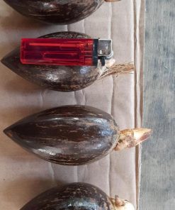 bibit buah Bibit Kelapa Bahan Gading Lonjong Minion Bangka Barat