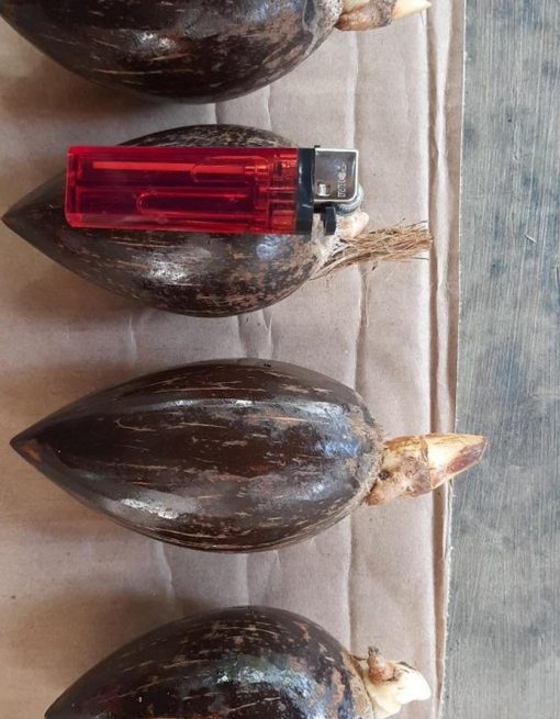 bibit buah Bibit Kelapa Bahan Gading Lonjong Minion Bangka Barat