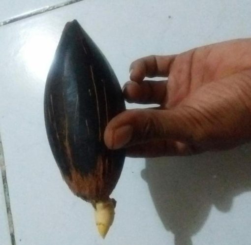 bibit buah Bibit Kelapa Bahan Gading Lonjong Minion Bojonegoro