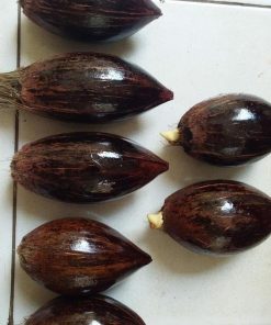 bibit buah Bibit Kelapa Bahan Gading Lonjong Minion Nabire