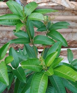 bibit buah Bibit Mangga Kiojay New Pohon Chokanan Hasil Okulasi Ukuran Besar Aceh Jaya