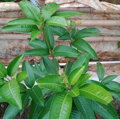 bibit buah Bibit Mangga Kiojay New Pohon Chokanan Hasil Okulasi Ukuran Besar Aceh Jaya