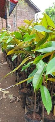 bibit buah Bibit Pohon Durian Buah Montong Super Jumbo Karo