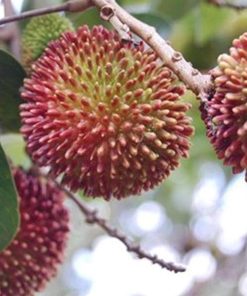 bibit buah Bibit Rambutan Rapiah Best Seller Tanaman Buah Unggul, Murah, Bergaransi Ayo Diorder Pinrang