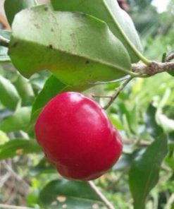 Bibit Buah Bit Tanaman Cherry Manis Musi Rawas Utara