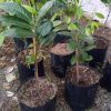 bibit buah buahan Bibit Buah Black Sapote Koleksi Terbaru Giant Jumbo Sambung PucukOkulasi Dari Pohon Yang Sudah Berbua Boven Digoel
