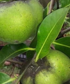 bibit buah buahan Bibit Buah Black Sapote Spesial Khusus Okulasi Giant Minahasa