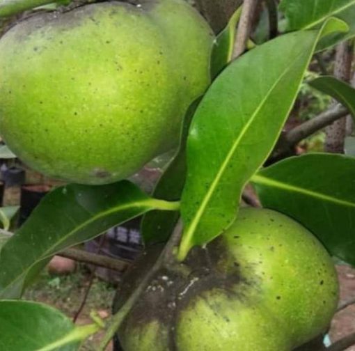 bibit buah buahan Bibit Buah Black Sapote Spesial Khusus Okulasi Giant Minahasa
