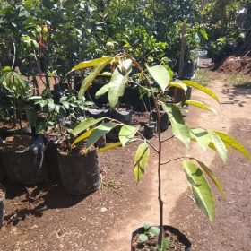 bibit buah buahan Bibit Buah Durian Gundul Ternate