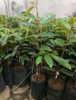 bibit buah buahan Bibit Durian Namlung Jenis Super Murah Batam