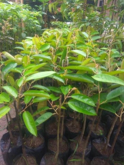 bibit buah buahan Bibit Durian Super Tembaga Code Bangka Okulasi Cepat Buah W Cimahi