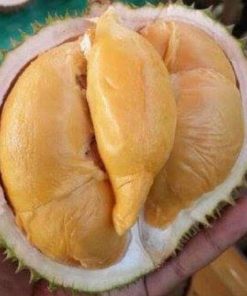 bibit buah buahan Bibit Durian Super Tembaga Code Bangka Okulasi Cepat Buah W Sinjai