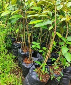 bibit buah buahan Bibit Durian Unggul Moontong Kaki Tiga Hasil Okulasi Aceh Selatan