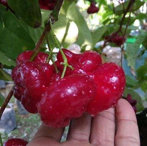 bibit buah buahan Bibit Jambu Air Terbagus Hasil Cangkok Tanaman Hias Buah Kancing Citra Merah King Rose Dalha Minahasa Utara
