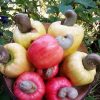 bibit buah buahan Bibit Jambu Mete Tanaman Buah Monyet Unggul, Murah, Bergaransi Labuhan Batu
