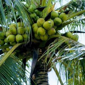bibit buah buahan Bibit Kelapa Pandan Super Parigi Moutong
