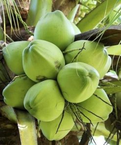 bibit buah buahan Bibit Kelapa Pandan Thailand Original Asli Valid Pulang Pisau