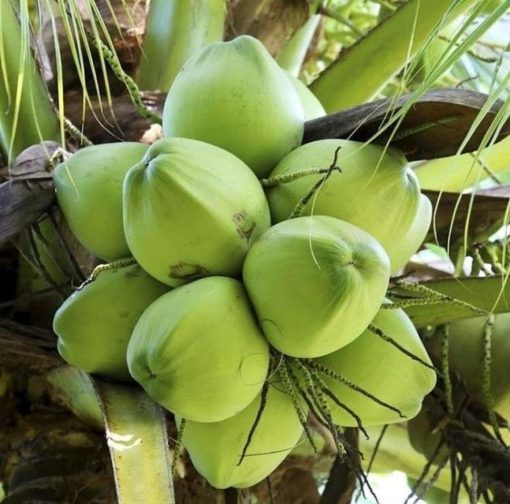 bibit buah buahan Bibit Kelapa Pandan Thailand Original Asli Valid Pulang Pisau