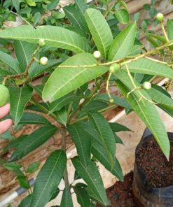 bibit buah buahan Bibit Mangga Kiojay New Pohon Chokanan Hasil Okulasi Ukuran Besar Kaur