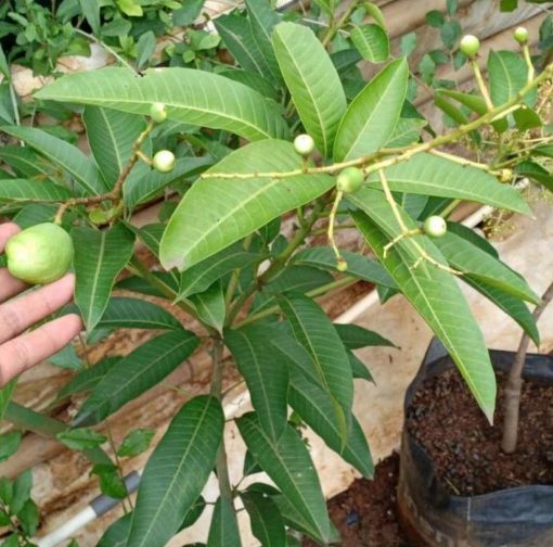 bibit buah buahan Bibit Mangga Kiojay New Pohon Chokanan Hasil Okulasi Ukuran Besar Kaur