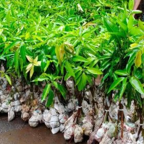 bibit buah buahan Bibit Mangga Miyazaki Import New Arrival Pakpak Bharat
