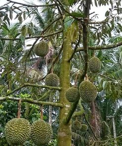 bibit buah buahan Bibit Musang King Diskon Pohon Durian Kaki Tiga Humbang Hasundutan
