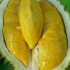 bibit buah buahan Bibit Musang King Diskon Pohon Durian Kaki Tiga Nunukan