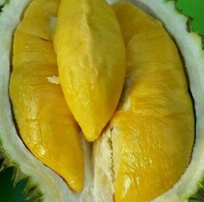 bibit buah buahan Bibit Musang King Diskon Pohon Durian Kaki Tiga Nunukan