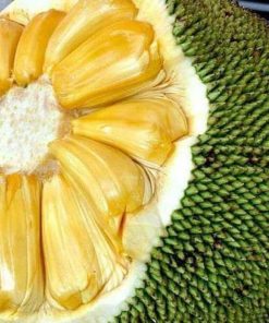 bibit buah buahan Bibit Nangka Madu Tanaman Buah Segar Bangka Selatan