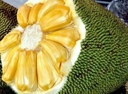 bibit buah buahan Bibit Nangka Madu Tanaman Buah Segar Bangka Selatan
