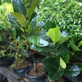 bibit buah buahan Bibit Nangka Mini Pohon Buah Okulasi Wakatobi