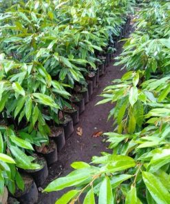 bibit buah buahan Bibit Pohon Durian Buah Montong Super Jumbo Lahat