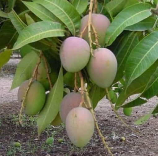 bibit buah buahan Bibit Pohon Mangga Gedong Gincu Super Okulasi Berkualitas Terkini Manggarai Barat