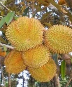 Bibit Buah Buahan Durian Musang King - Super Unggul Soppeng