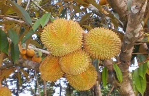 Bibit Buah Buahan Durian Musang King - Super Unggul Soppeng